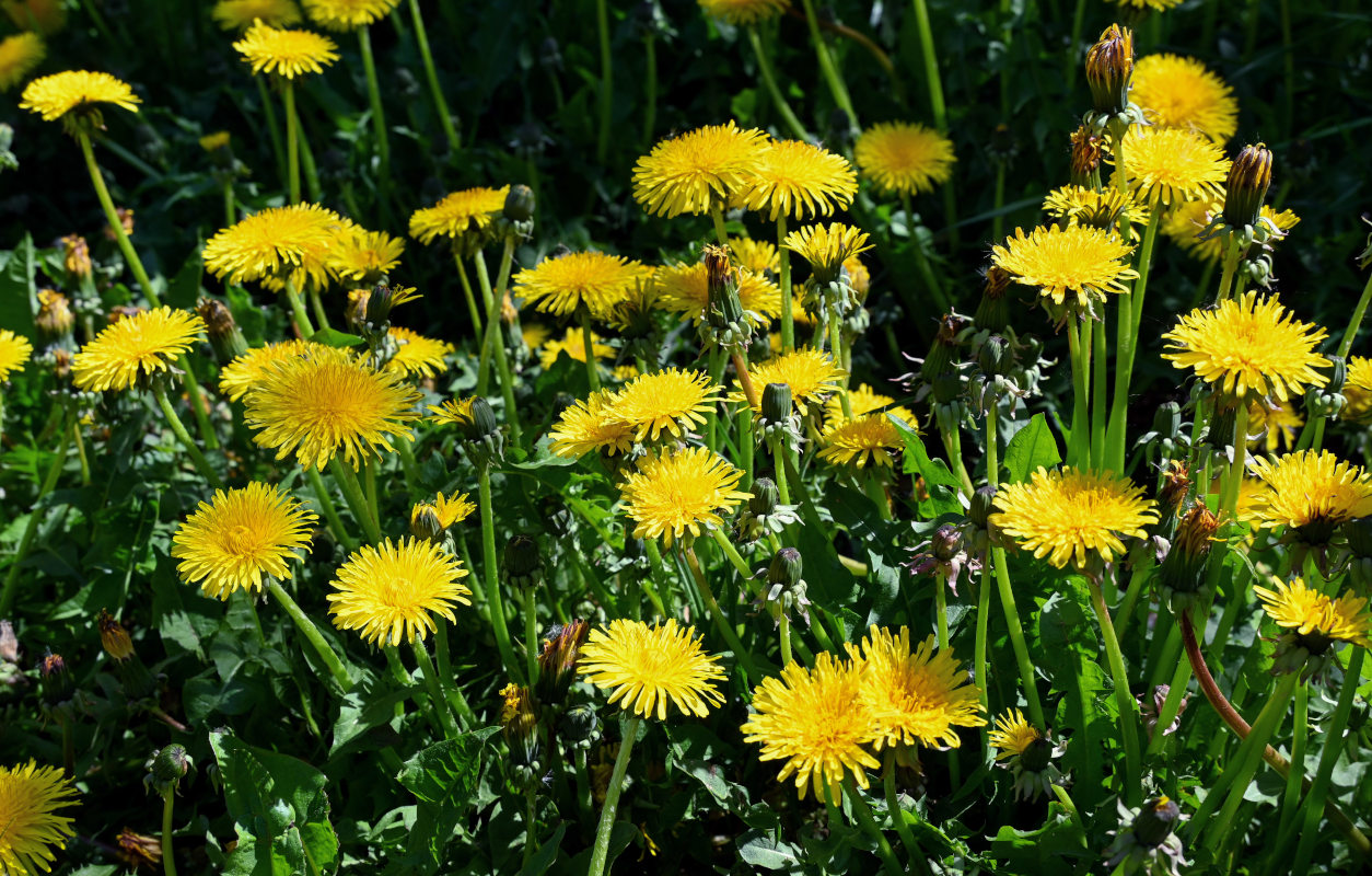 Изображение особи Taraxacum officinale.