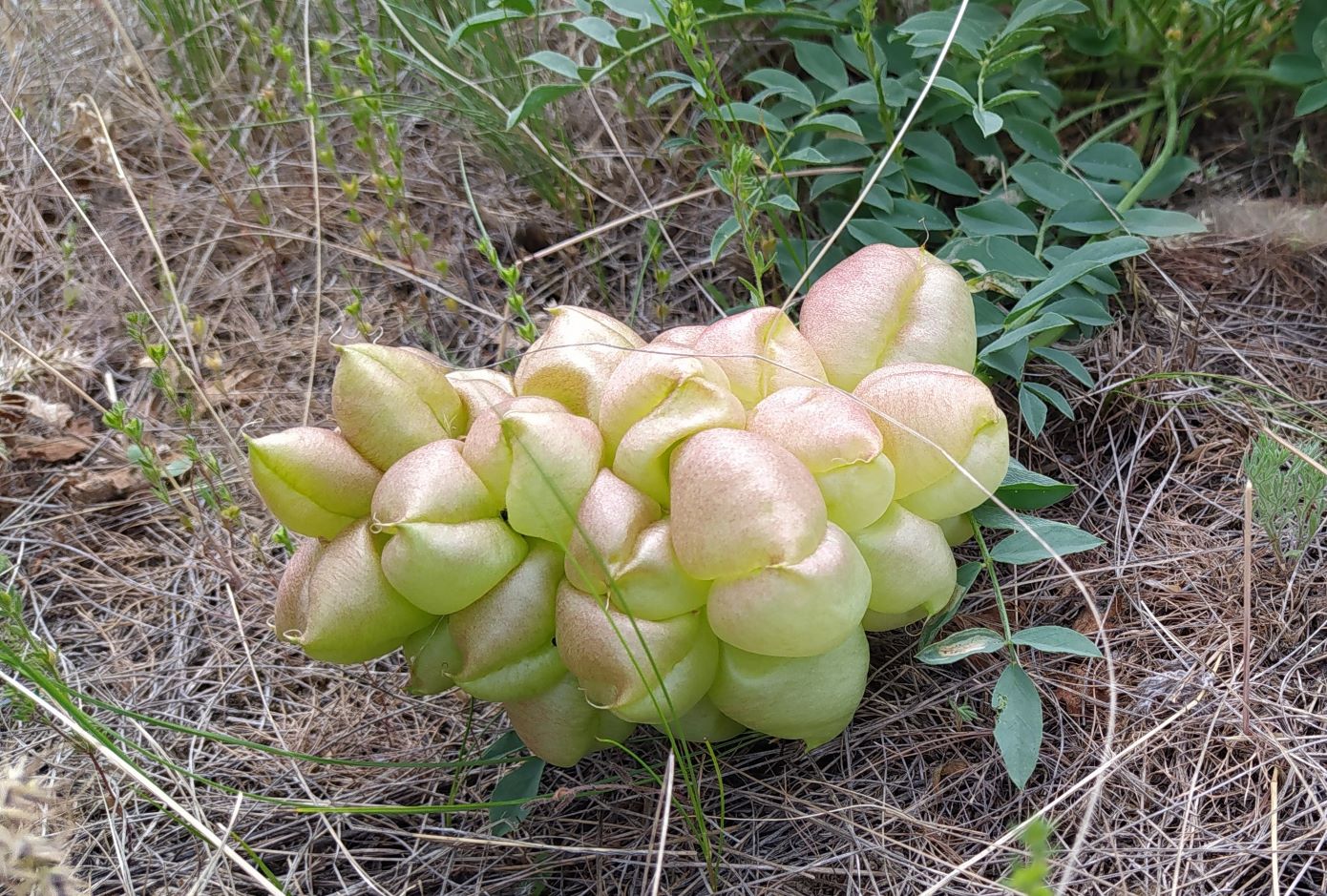 Изображение особи Astragalus physodes.