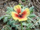 Glaucium elegans. Верхушка цветущего растения. Узбекистан, хребет Нуратау, Нуратинский заповедник, урочище Хаятсай. Середина апреля 2007 г.