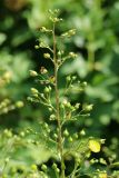 Scrophularia nodosa. Верхушка соцветия с цветками и незрелыми плодами. Беларусь, Витебская обл., пос. Езерище, частная усадьба, край палисадника. 23.06.2023.