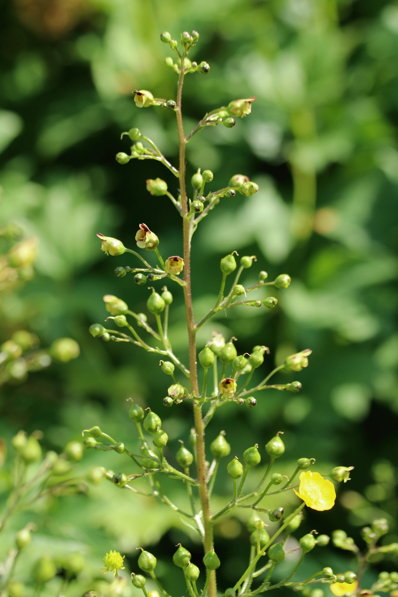 Изображение особи Scrophularia nodosa.