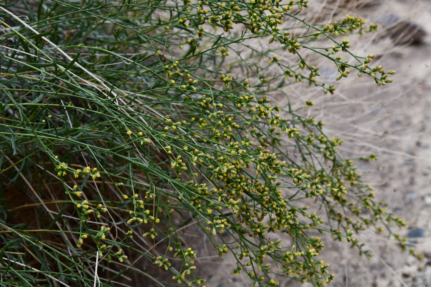 Изображение особи Kaschgaria brachanthemoides.