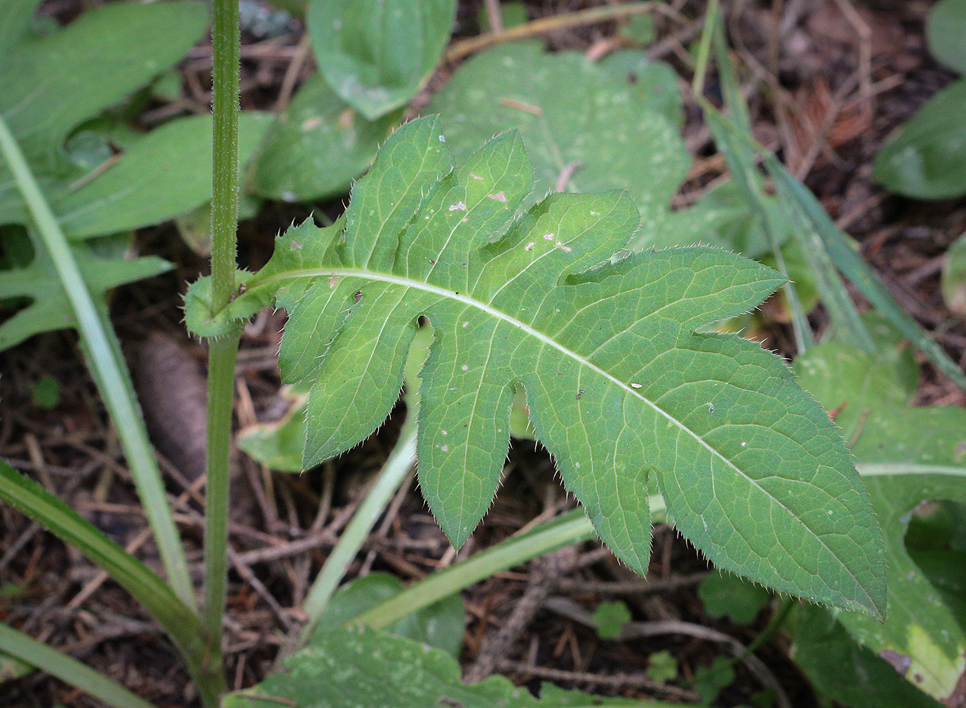 Image of Cirsium oleraceum specimen.