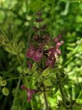 Stachys sylvatica. Верхушка соцветия. Краснодарский край, городской округ Сочи, Центральный р-н, Мамайский лесопарк, в зарослях кустарника. 15.06.2021.