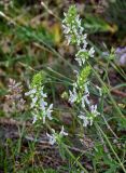 Stachys pubescens. Верхушки побегов с соцветиями. Армения, обл. Гегаркуник, берег оз. Севан, гора Артаниш, ≈ 2200 м н.у.м., луговой склон. 23.06.2022.