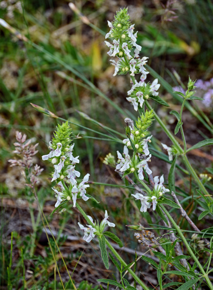 Image of Stachys pubescens specimen.