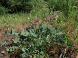 Astragalus platyphyllus. Цветущее растение. Казахстан, Туркестанская обл., Байдибекский р-н, верх. р. Улькен-Бугунь, ≈750 м н.у.м., низкотравное саванноидное сообщество. 18.05.2023.