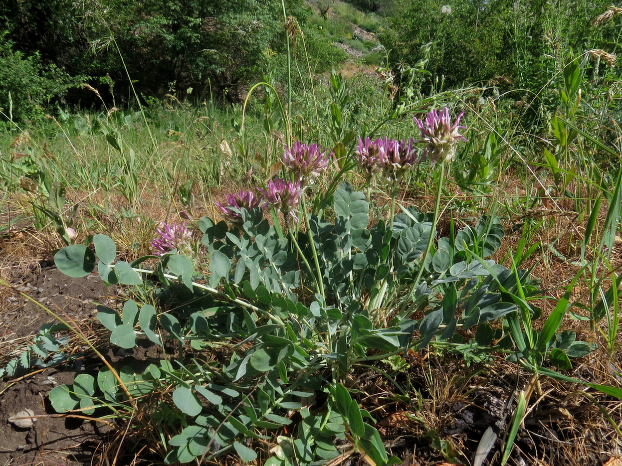 Изображение особи Astragalus platyphyllus.