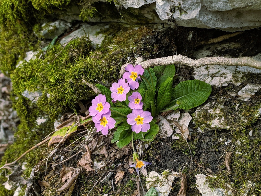 Изображение особи Primula vulgaris.