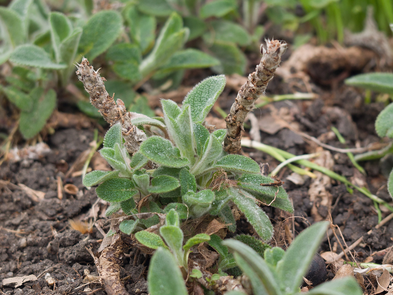 Изображение особи Stachys byzantina.