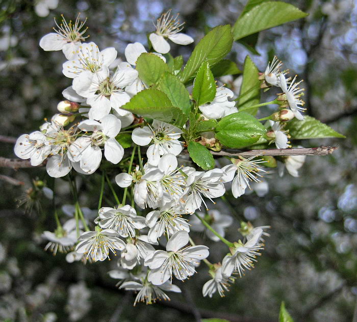 Image of Cerasus vulgaris specimen.