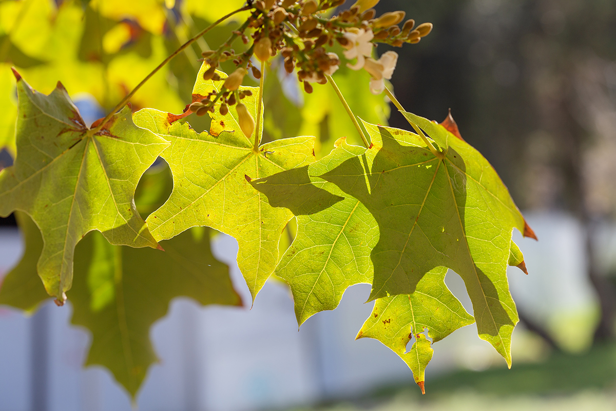 Изображение особи Brachychiton australis.