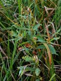 Lysimachia vulgaris