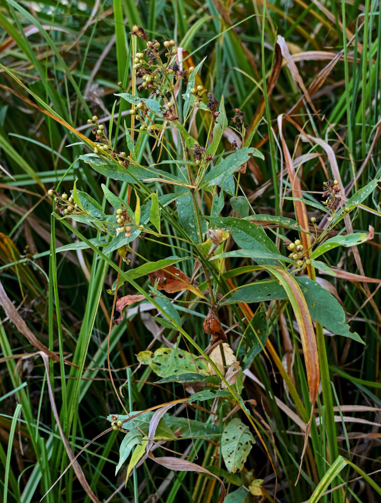 Изображение особи Lysimachia vulgaris.