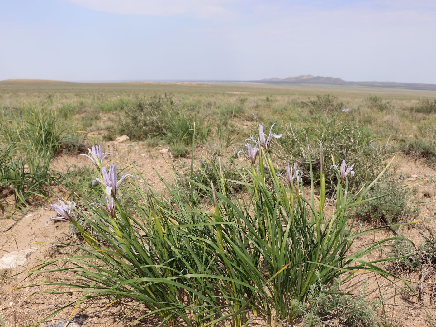 Изображение особи Iris songarica.