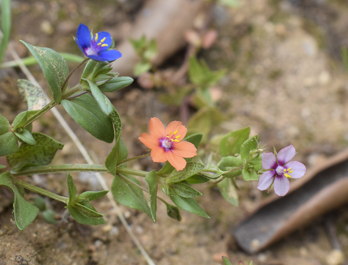 Изображение особи Anagallis arvensis.