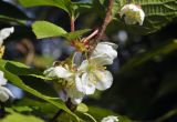Actinidia kolomikta