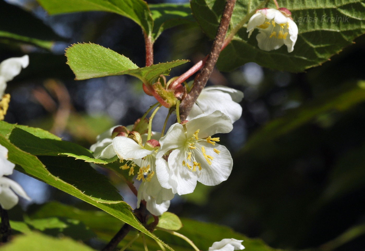 Image of Actinidia kolomikta specimen.