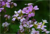 Arabis × arendsii