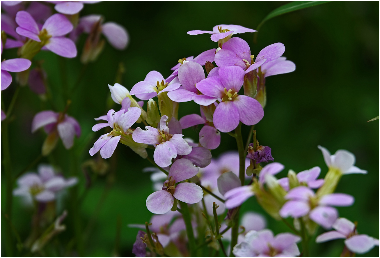 Image of Arabis &times; arendsii specimen.