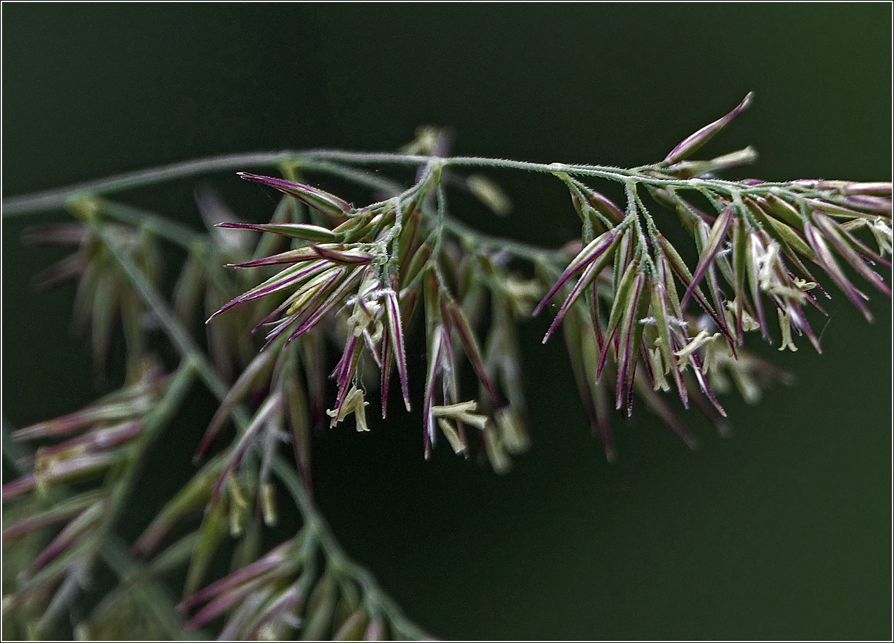 Image of genus Calamagrostis specimen.