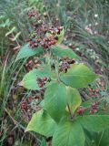 Lysimachia vulgaris. Верхушка плодоносящего растения. Коми, окр. г. Сыктывкар, долина р. Вычегда, Алёшино, край луга у зарослей кустарника. 10.09.2010.