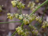 Thalictrum minus