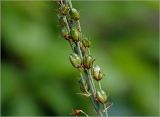 род Ornithogalum