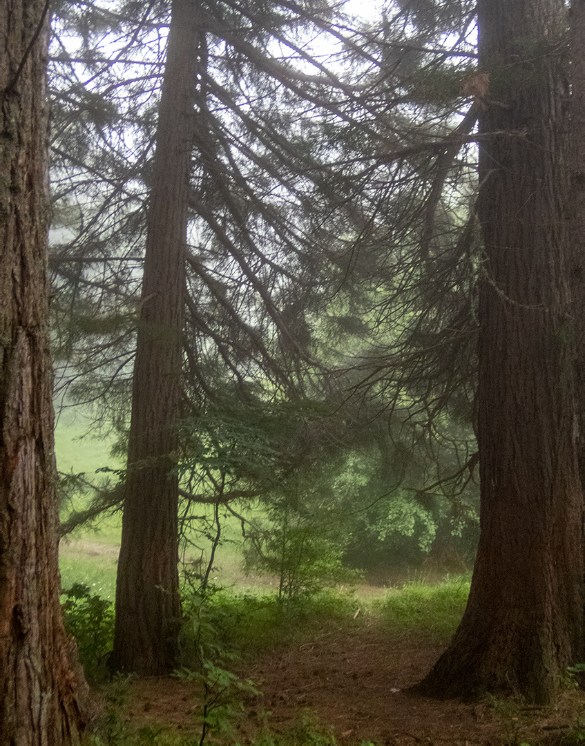Изображение особи Sequoiadendron giganteum.