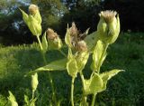 Cirsium oleraceum