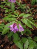 Cardamine glanduligera