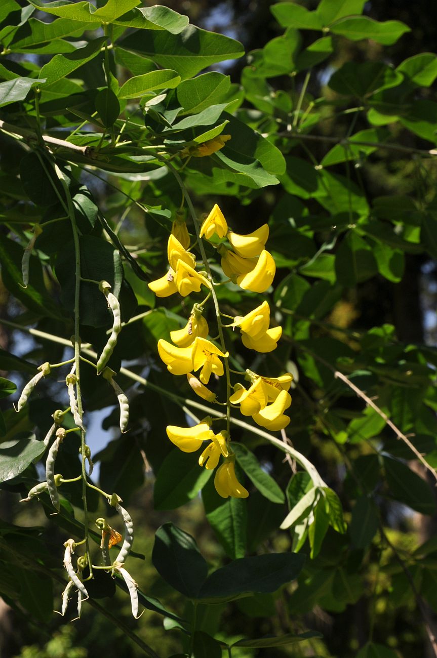 Изображение особи Laburnum anagyroides.