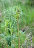 Phlomoides tuberosa