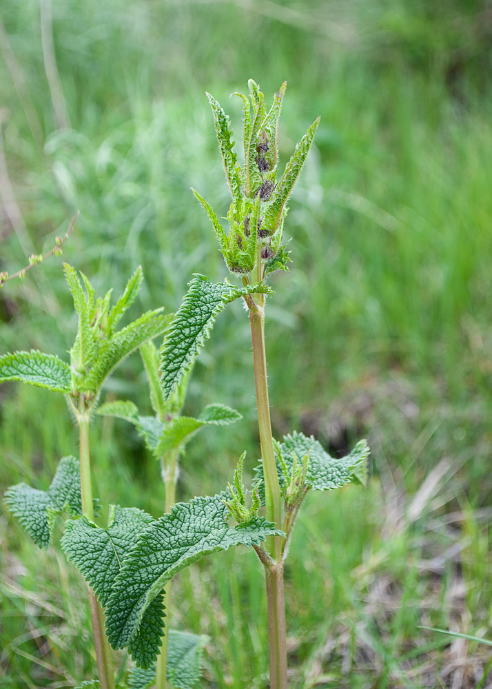 Image of Phlomoides tuberosa specimen.