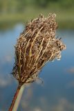 Daucus carota