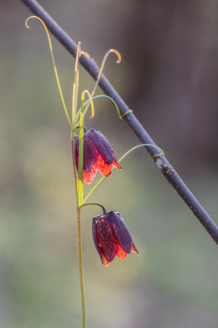 Изображение особи Fritillaria ruthenica.