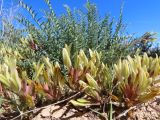 род Astragalus