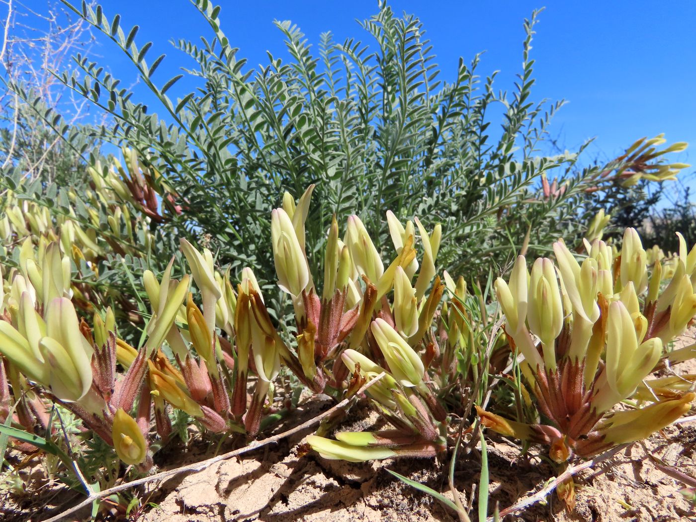Изображение особи род Astragalus.