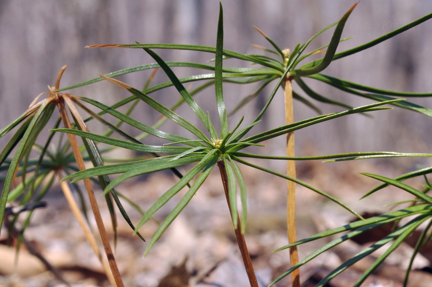 Изображение особи Pinus koraiensis.
