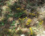 Genista tetragona