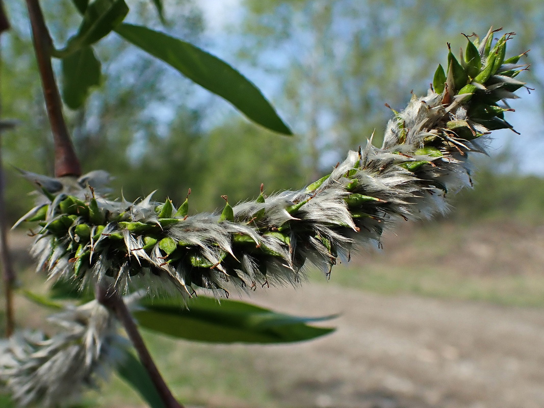 Image of Salix gracilistyla specimen.
