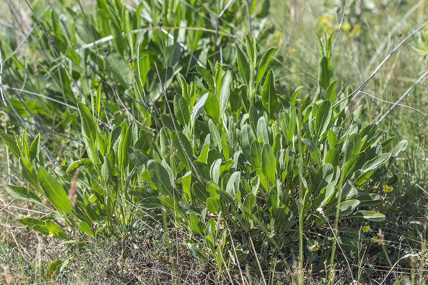 Image of Cephalaria coriacea specimen.