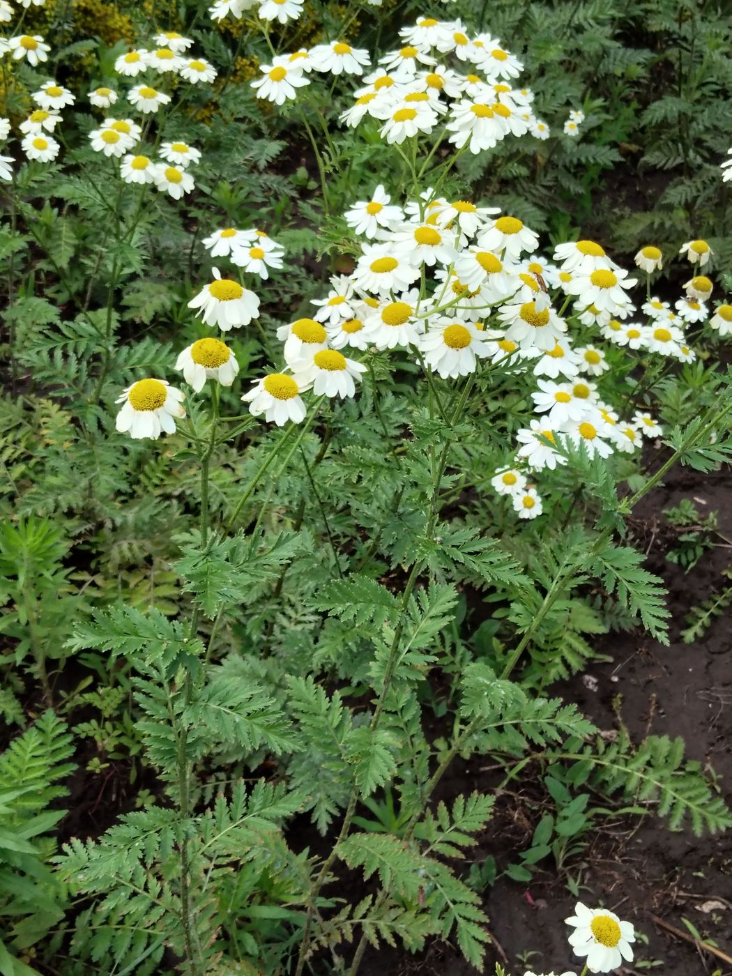 Изображение особи Pyrethrum corymbosum.