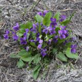 View full-size image Viola ambigua