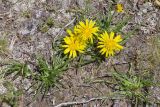 View full-size image genus Scorzonera