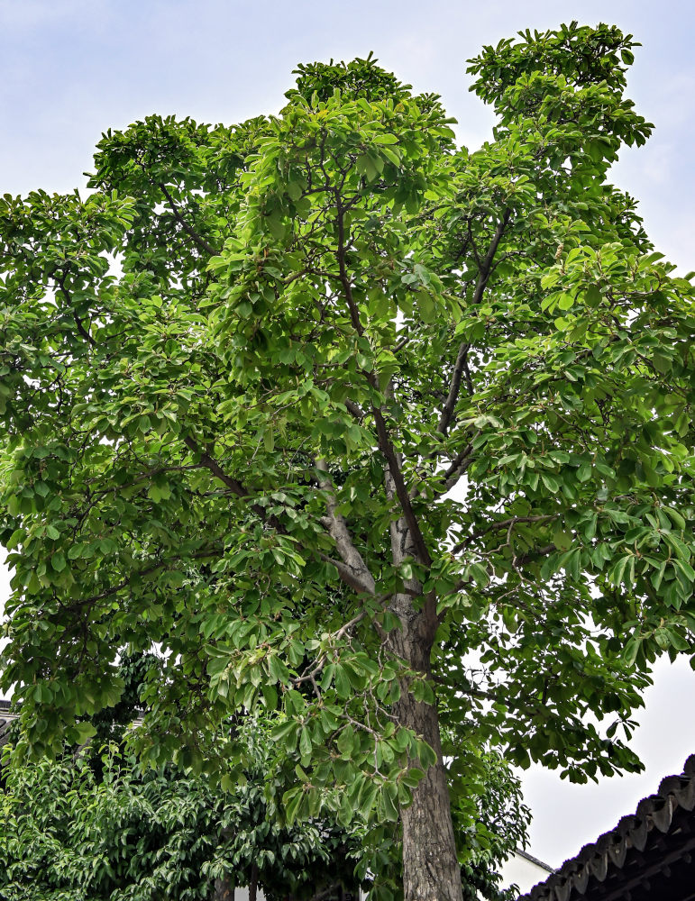 Image of Magnolia kobus specimen.