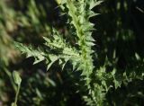 genus Carduus