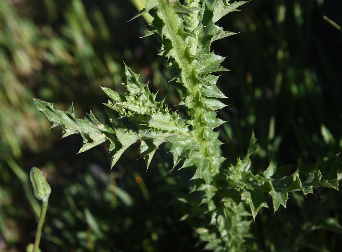 Image of genus Carduus specimen.