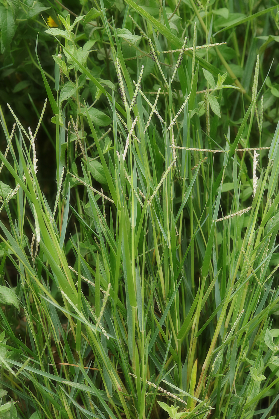 Image of Paspalum paspalodes specimen.