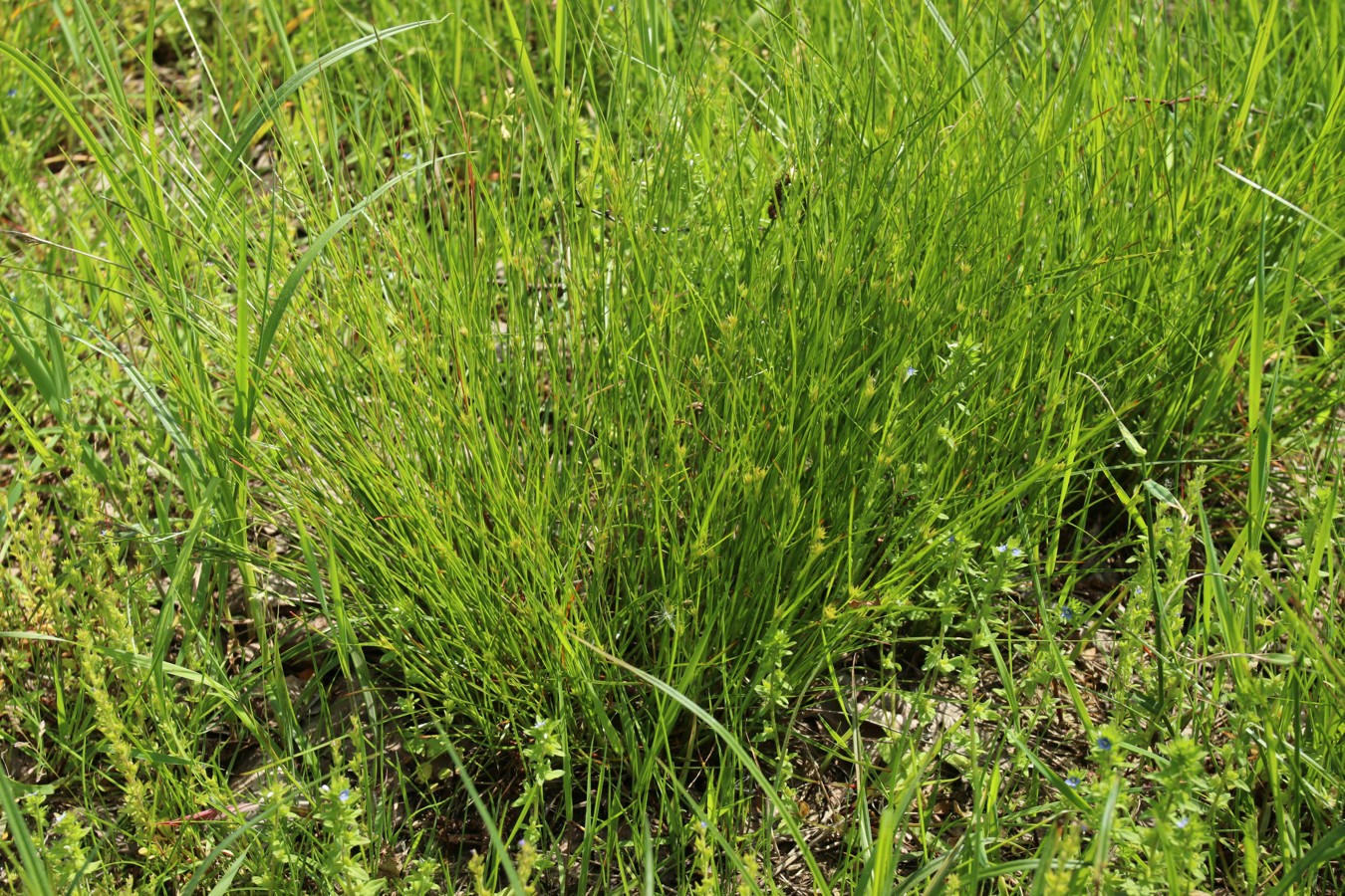 Изображение особи Juncus tenuis.